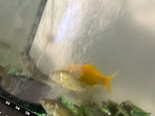 Pond Fish fish Numerous young carp for sale - Advert 6