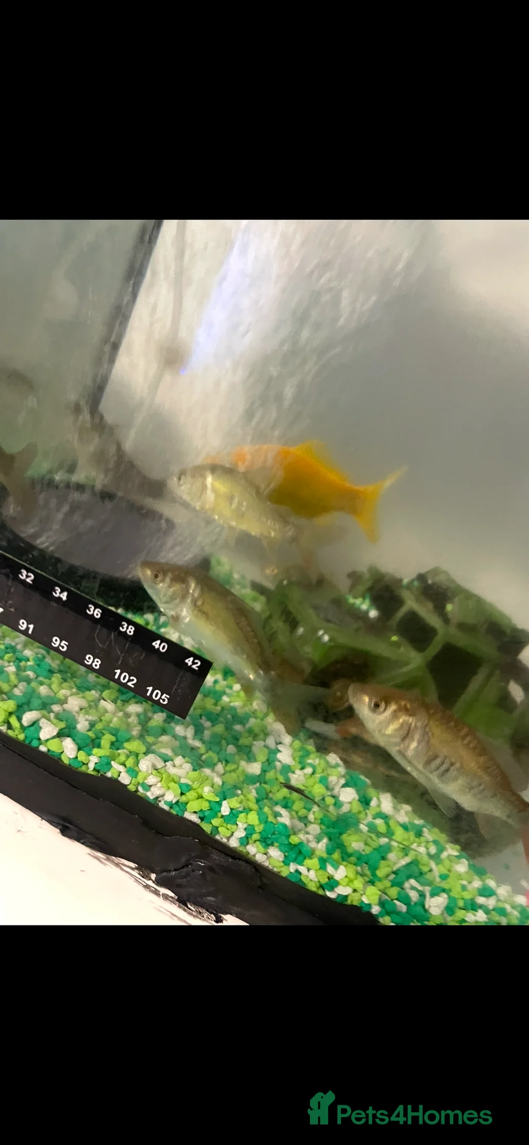 Pond Fish fish for sale: Numerous young carp for sale - Advert 1