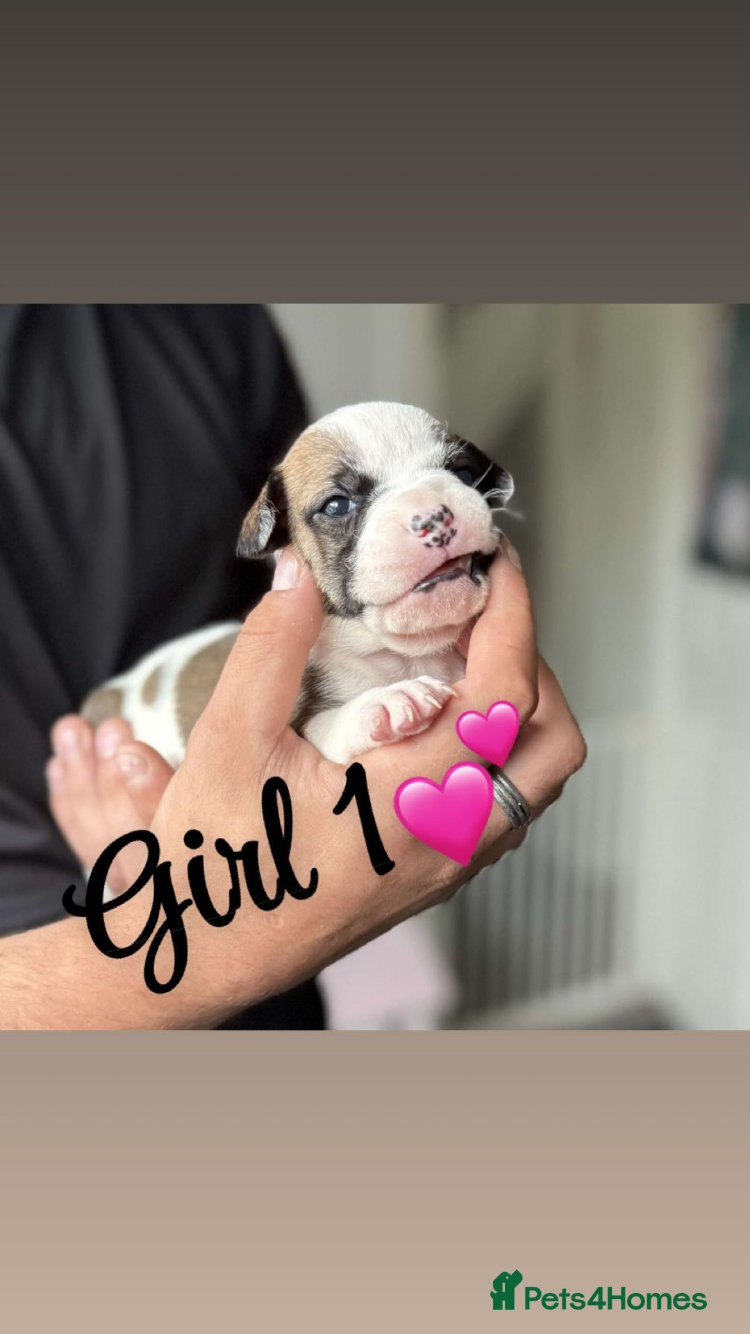 Mixed Breed dogs for sale: Puppies  - Image 5