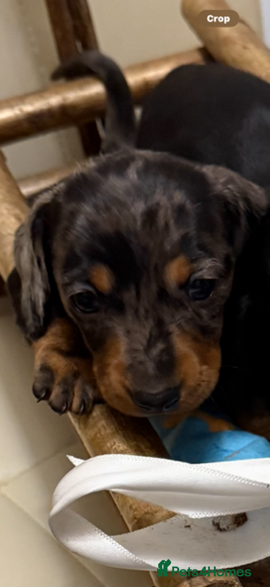 Miniature Dachshund dogs for sale: Miniature Dachshund Puppies - Advert 6