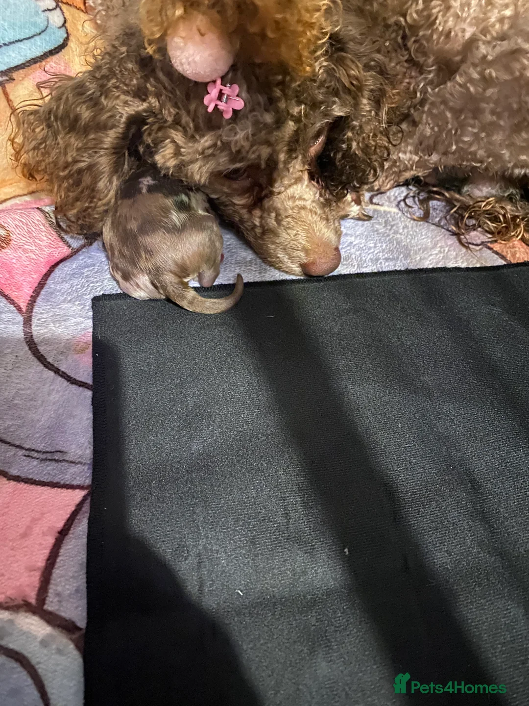 Pomapoo dogs for sale: UNUSUAL COLOURS & FLUFFY COATS ! ❤️ in Middlesbrough - Advert 2