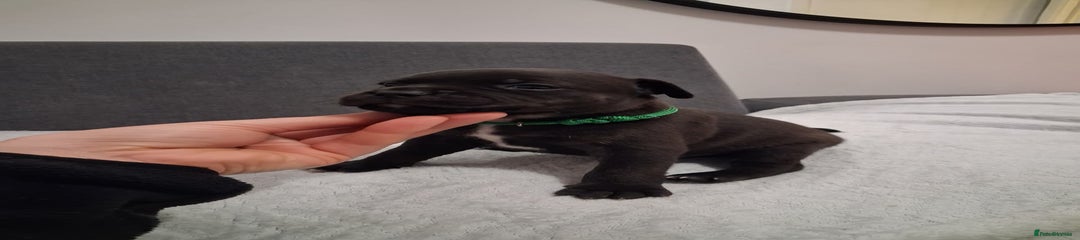 Staffordshire Bull Terrier Puppy 7