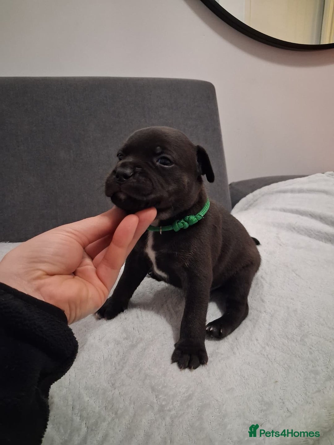 Staffordshire Bull Terrier dogs for sale: Show quality Staffordshire Bull Terrier - Advert 31