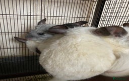 Chinchilla rodents for sale: Gorgeous and very cute and cuddly Chinchillas - Image 4