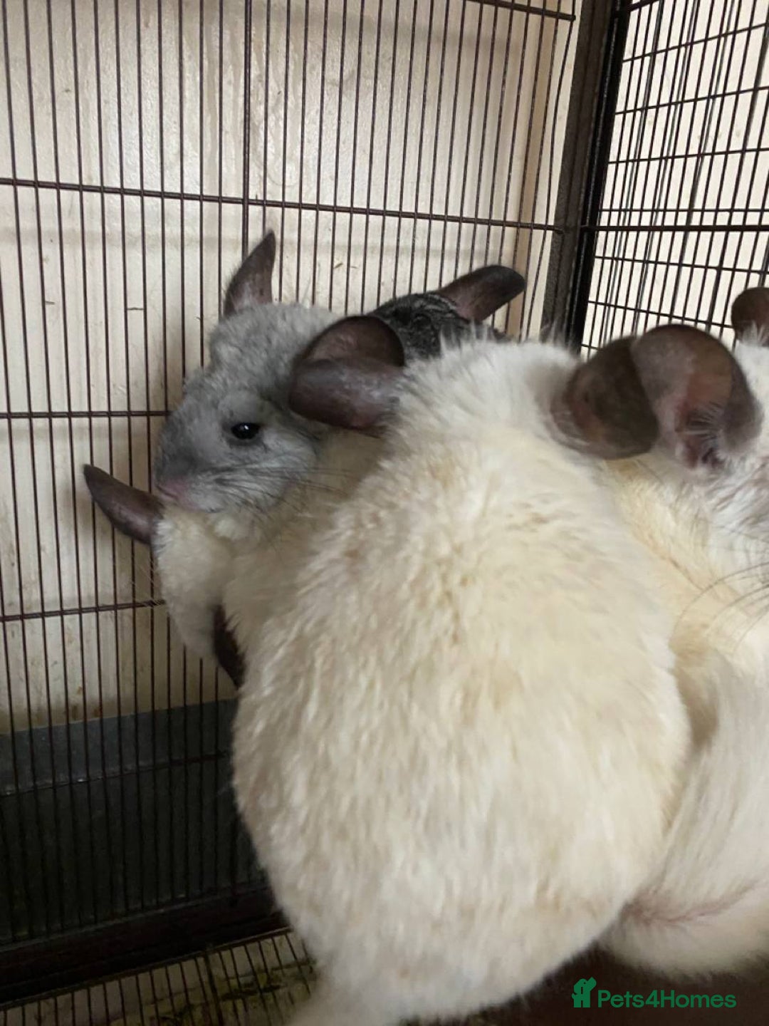 Chinchilla rodents for sale: Gorgeous and very cute and cuddly Chinchillas - Image 4