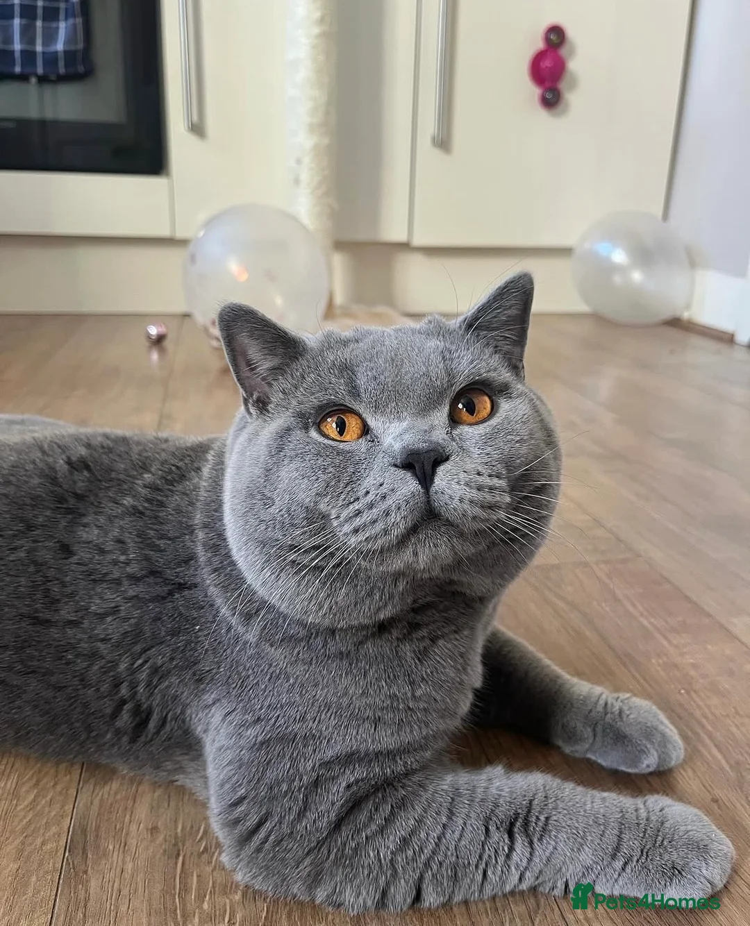 British Shorthair cats for sale: Lilac & Blue BSH’s GCCF available in 1 week 🩵💜 - Advert 2