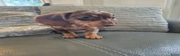 Miniature Dachshund dogs for sale: KC Dachshunds  - Ready now - Advert 12