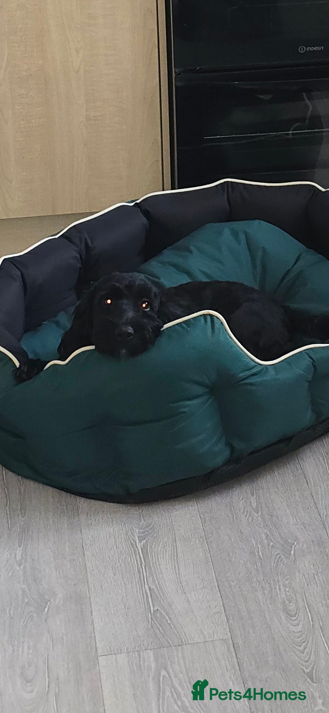 Cockapoo dogs for sale: ✨️  F1B Cockapoo Puppies 1 reserved ✨️ - Image 6