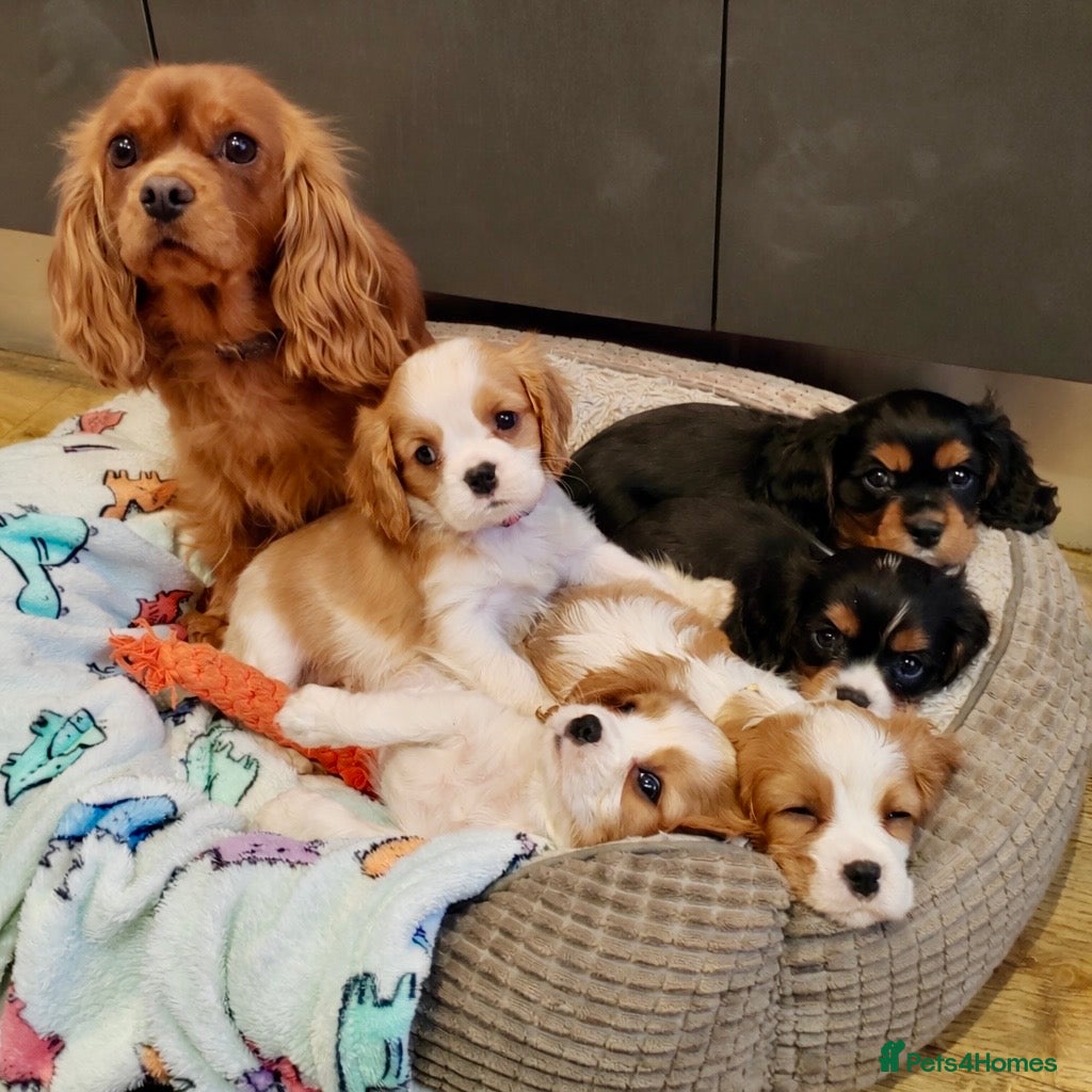 Cavalier King Charles Spaniel dogs Quality KC reg puppies from Health Tested Parents - Advert 4