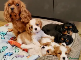 Cavalier King Charles Spaniel dogs Quality KC reg puppies from Health Tested Parents - Advert 4