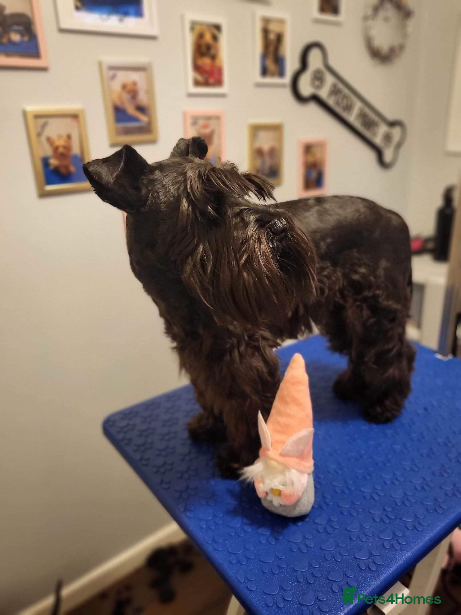 Miniature Schnauzer dogs 2 Black Miniature Schnauzers for sale - Advert 1