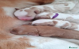 Miniature Poodle dogs for stud: Proven apricot miniature poodle in Sutton Coldfield - Image 7
