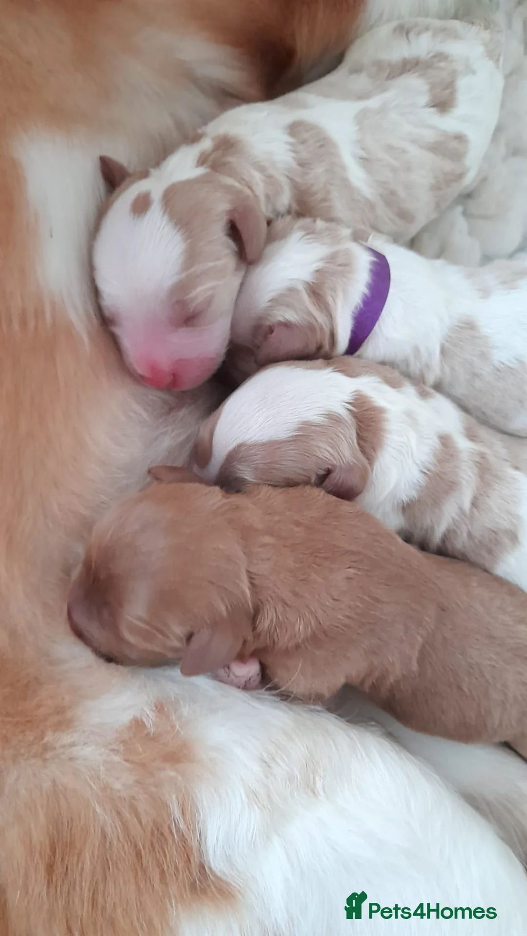 Miniature Poodle dogs for stud: Proven apricot miniature poodle in Sutton Coldfield - Advert 7