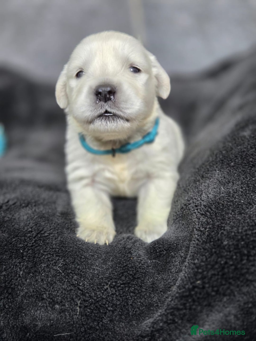 Golden Retriever dogs for sale: Gorgeous kc reg golden retrievers  - Advert 6