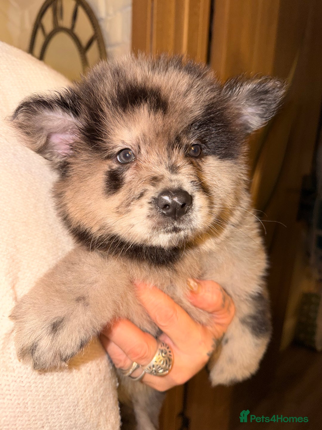 Mixed Breed dogs for sale: 🧸CHOW SHEPHERDS🧸 little bears ready now! - Advert 23