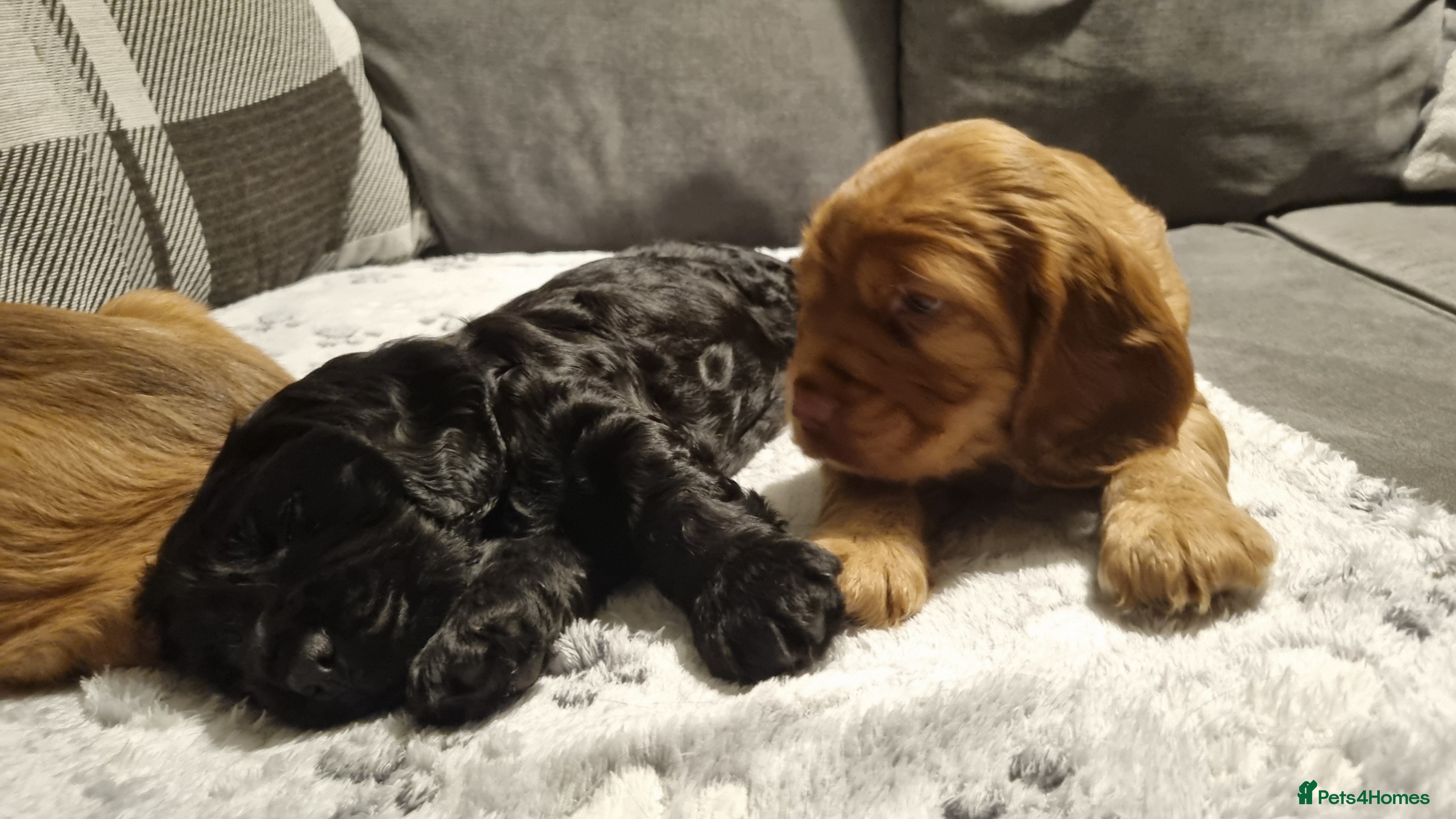 Cocker Spaniel dogs for sale: 🐾 Beautiful Show Type Cocker Spaniel Puppies - Advert 14
