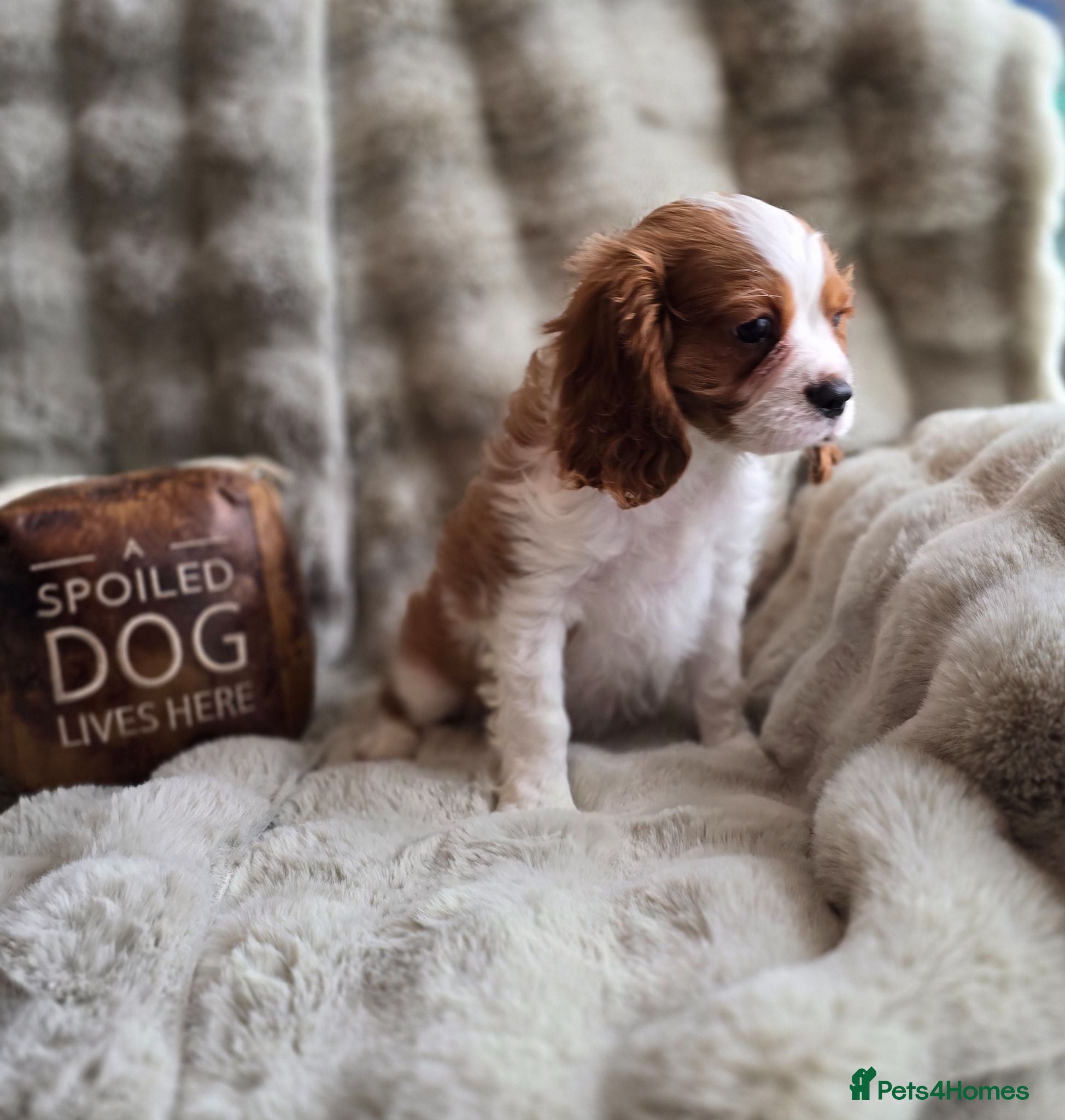 Cavalier King Charles Spaniel dogs Beautiful  Kc Cavalier  Puppies - Advert 2