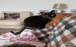 Mixed Breed cats for sale: Binxx - Image 2