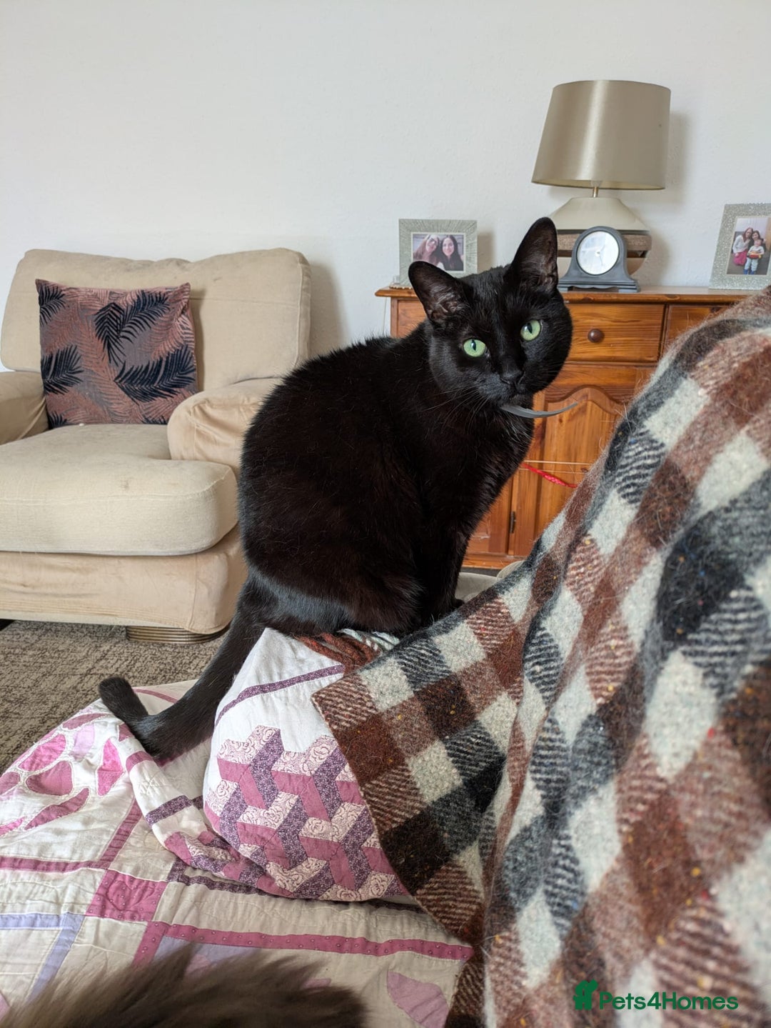 Mixed Breed cats for sale: Binxx - Image 2