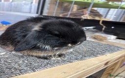 Mini Lop rabbits for sale: Multiple Litters of BRC rung baby Minilops  - Advert 11