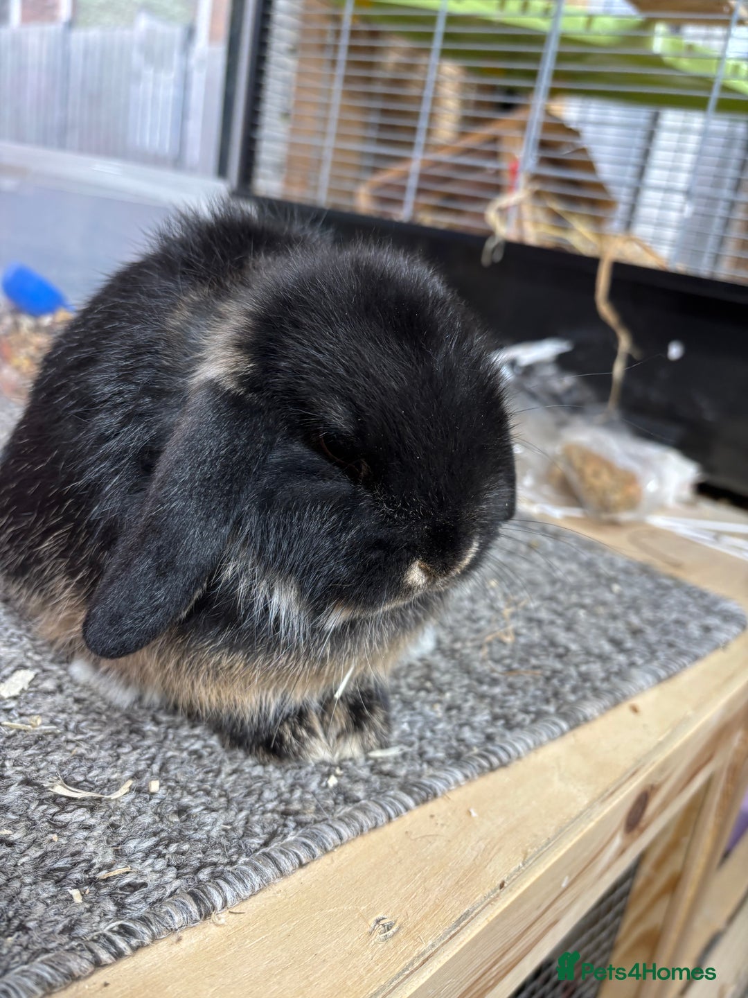 Mini Lop rabbits for sale: Multiple Litters of BRC rung baby Minilops  - Advert 11