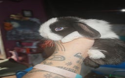 Mini Lion Lop rabbits for sale: Mini Holland lops/ lion lops - Image 5
