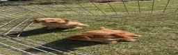Cockapoo dogs for sale: Healthy cockapoos  - Advert 3