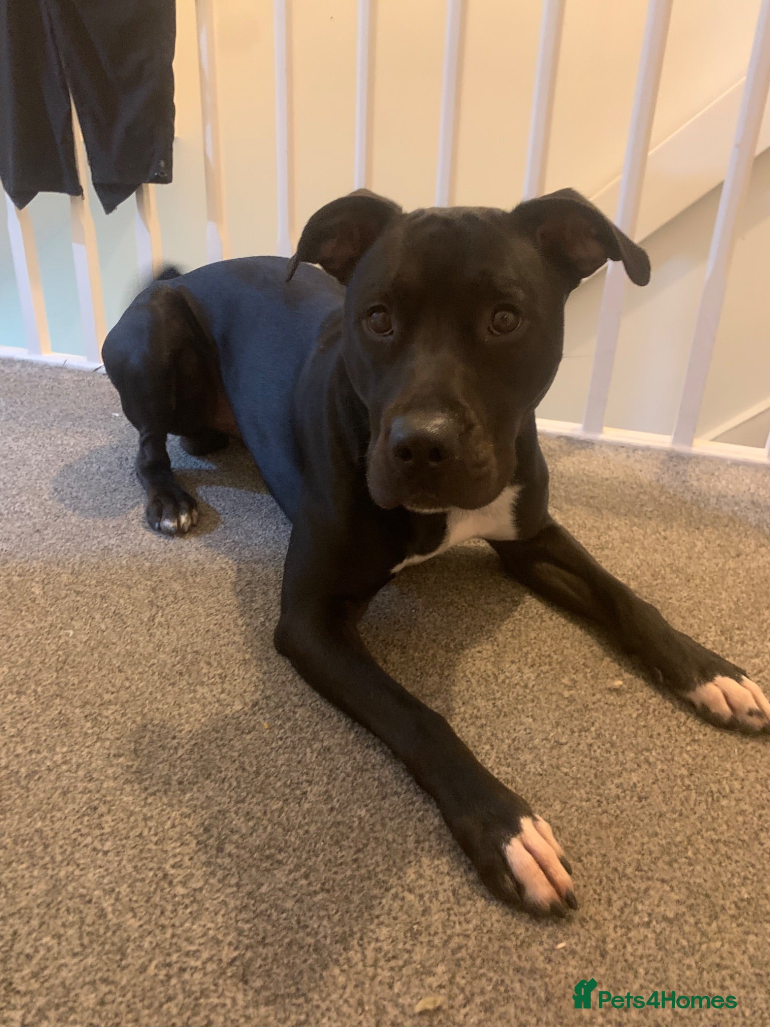 Mixed Breed dogs Rehoming - Advert 1