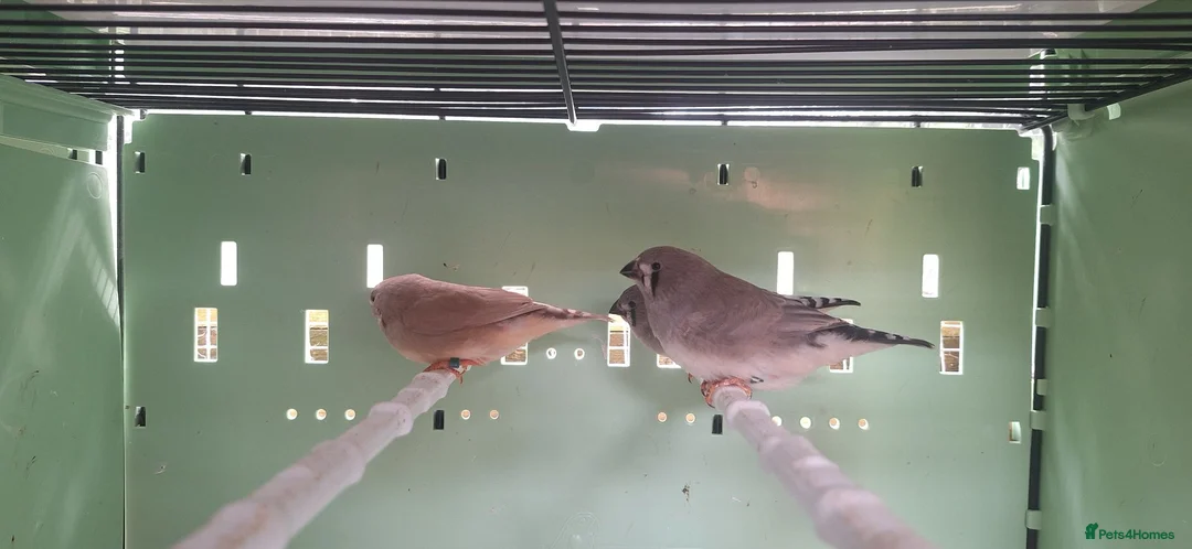 Finches birds for sale: Baby zebra finches  - Advert 2