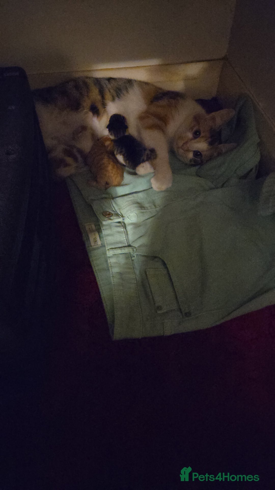 Mixed Breed cats for sale: 3 beautiful playful kittens ready for rehome - Image 11