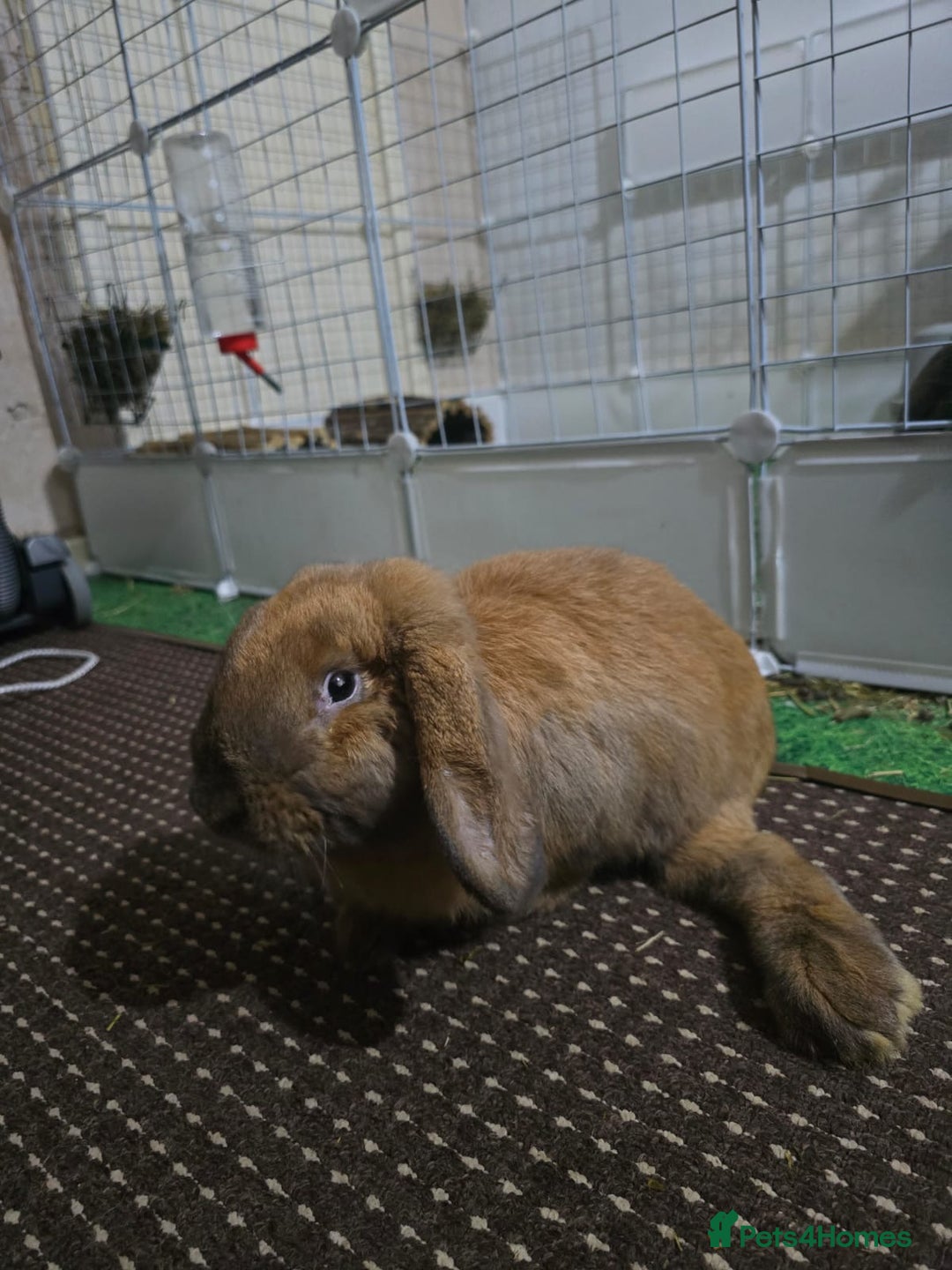English Lop rabbits for sale: 2 male rabbits who are brothers - Advert 1