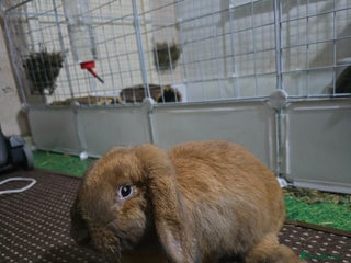 English Lop rabbits 2 male rabbits who are brothers - Advert 1