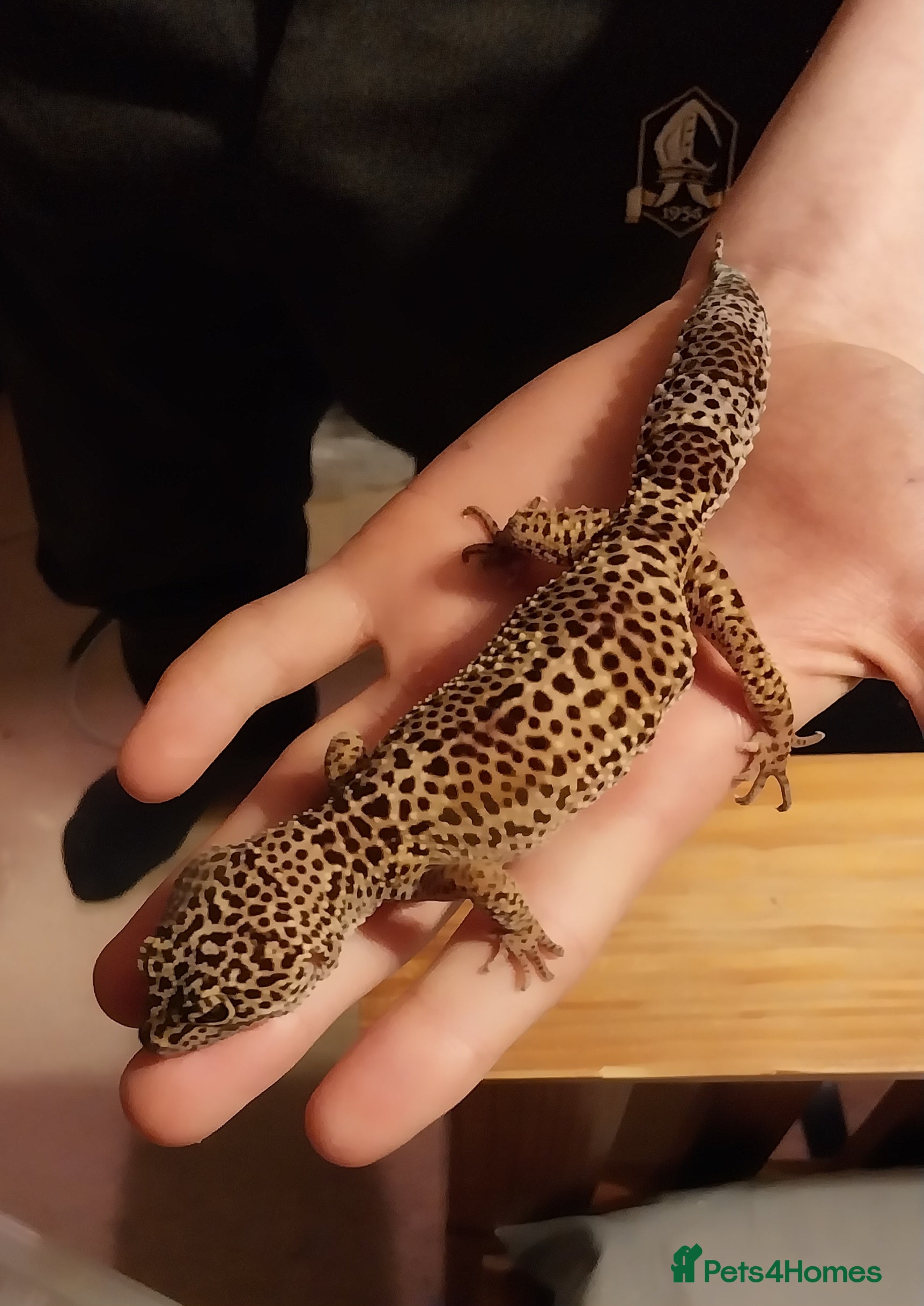 Gecko reptiles Currently reserved female leopard geckos - Advert 2