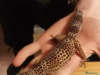 Gecko reptiles Currently reserved female leopard geckos - Advert 2