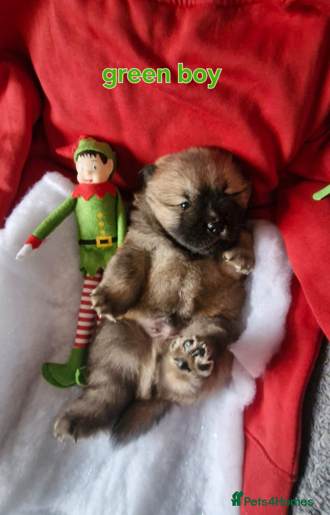 Chow Chow dogs for sale: KC REGISTERED QUALITY TEDDY BEAR CHOW CHOW 5 wk - Advert 10