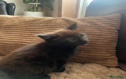 Mixed Breed cats for sale: BLACK KITTENS - Image 7