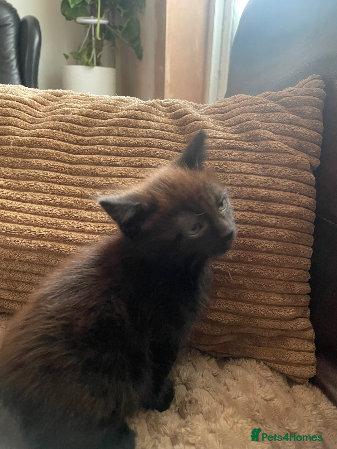 Mixed Breed cats for sale: BLACK KITTENS - Image 7