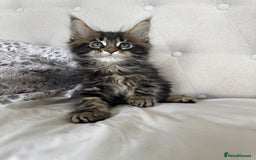 Maine Coon cats for sale: 4 big pure gorgeous Mainecoon boys  - Image 10