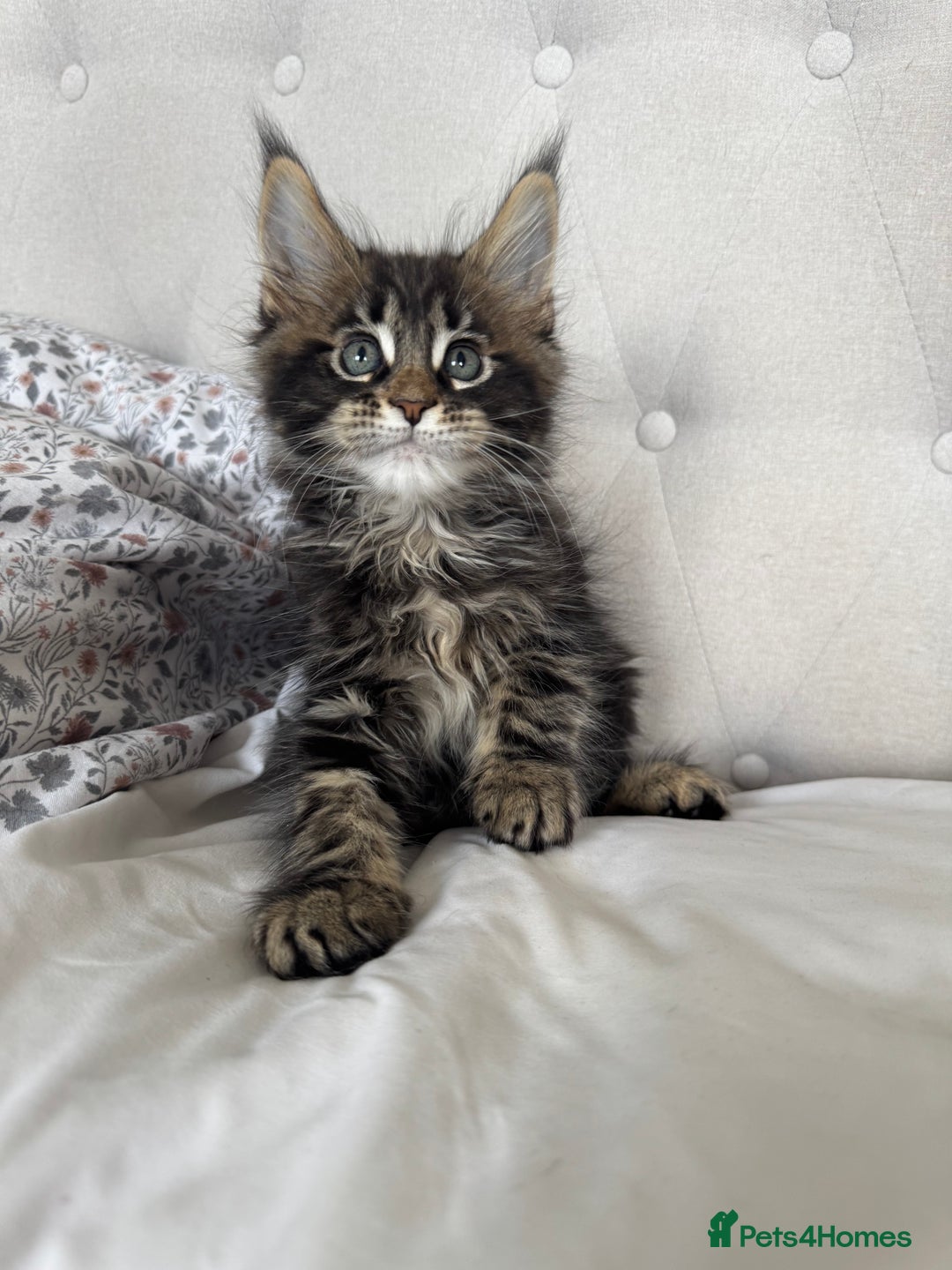 Maine Coon cats for sale: 4 big pure gorgeous Mainecoon boys  - Image 10
