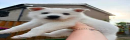 White Swiss Shepherd dogs for sale: White Swiss Shepherd puppies - Advert 9