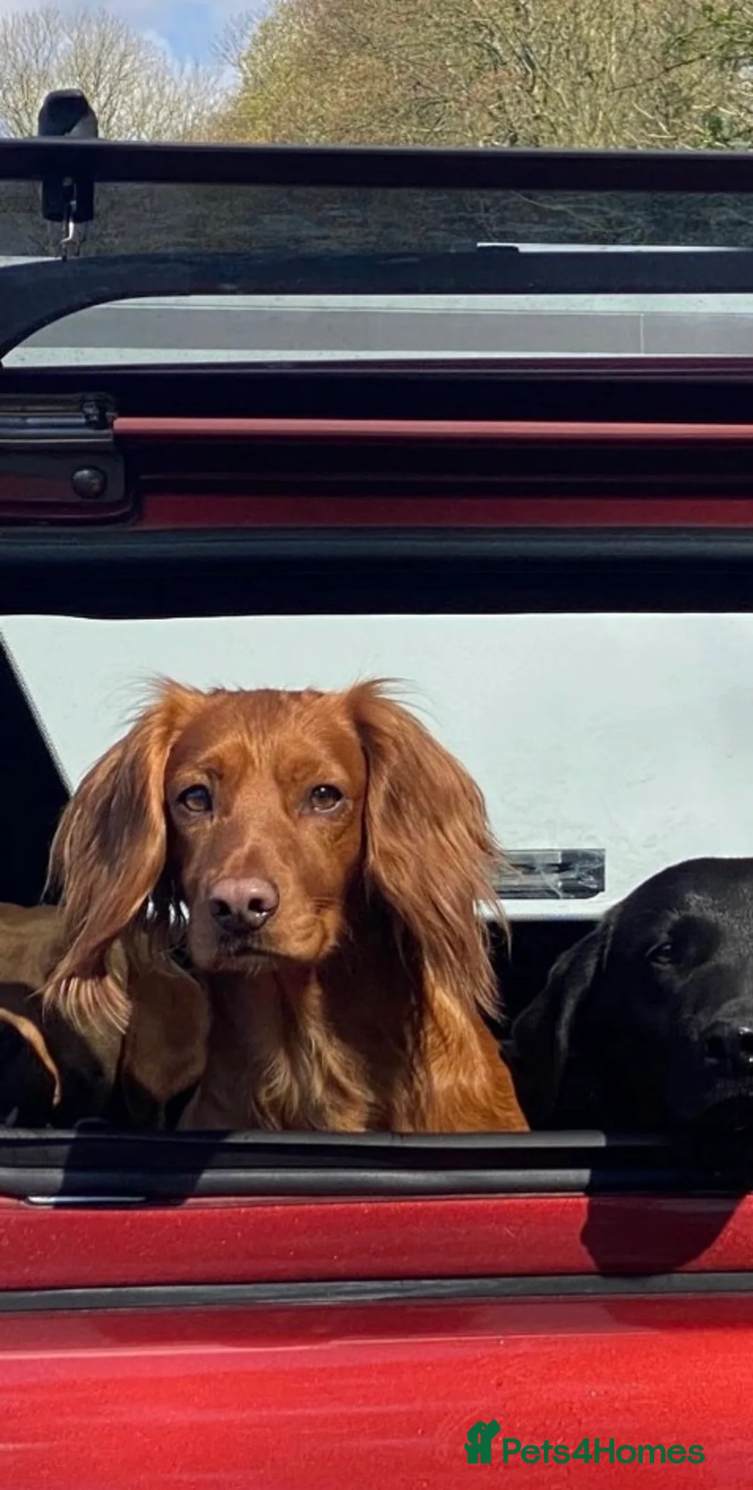 Cocker Spaniel dogs for sale: Kc Fox red, working cocker spaniels pups - Advert 19