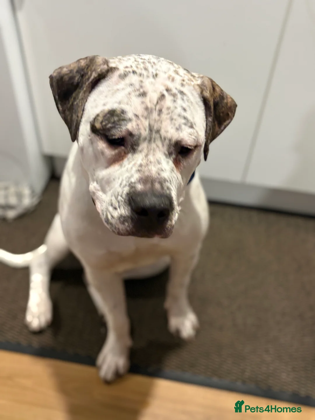 Mixed Breed dogs for sale: 7 month old male  - Advert 3