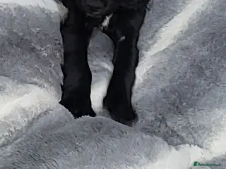 Sprocker dogs Last male sprocker fully vaccinated - Advert 1