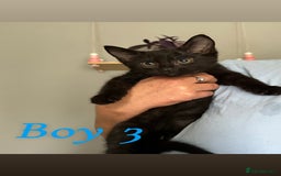 Domestic Shorthair cats for sale: Beautiful kittens ready for their forever homes ❤️ - Image 5