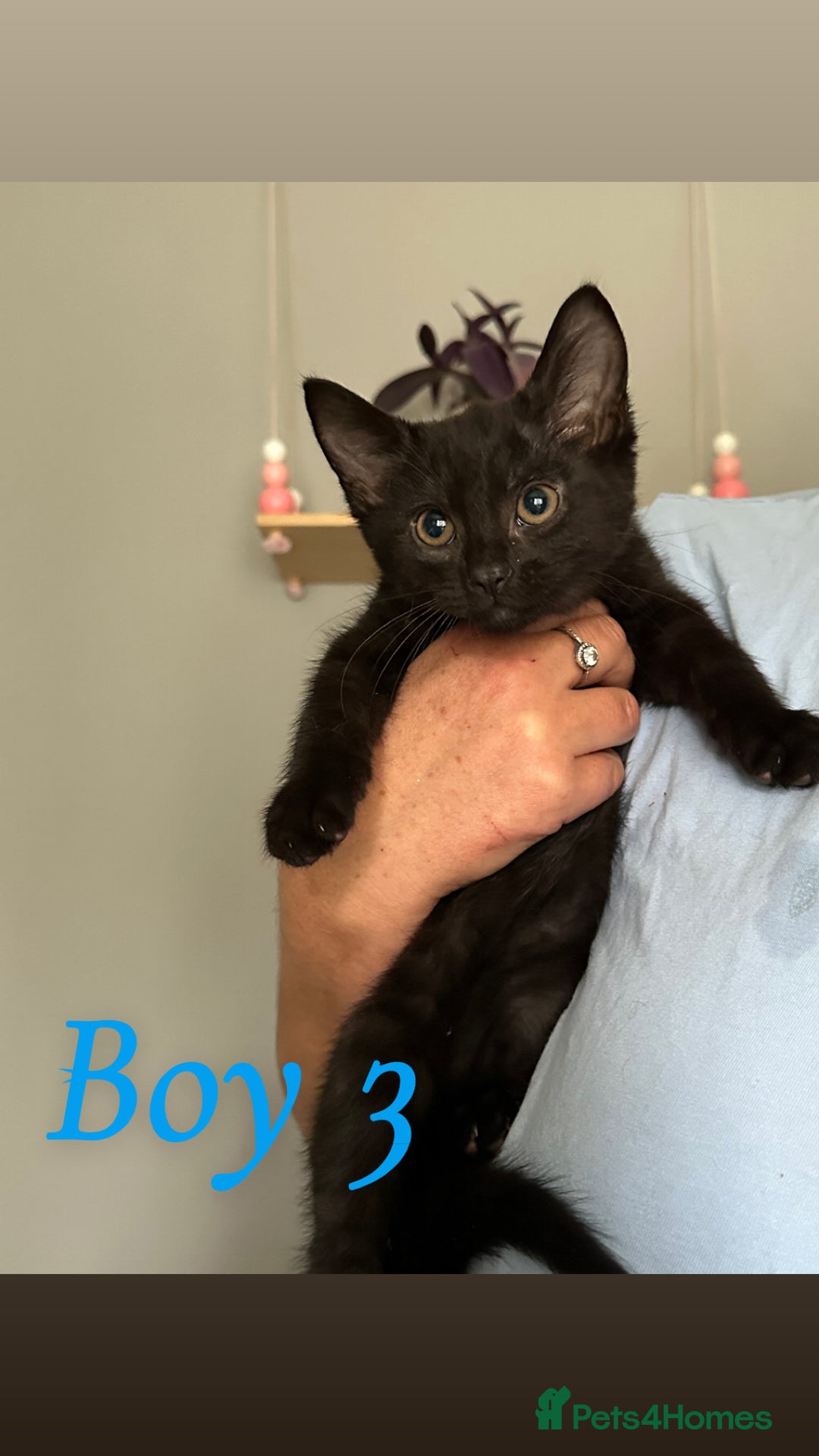Domestic Shorthair cats for sale: Beautiful kittens ready for their forever homes ❤️ - Image 5