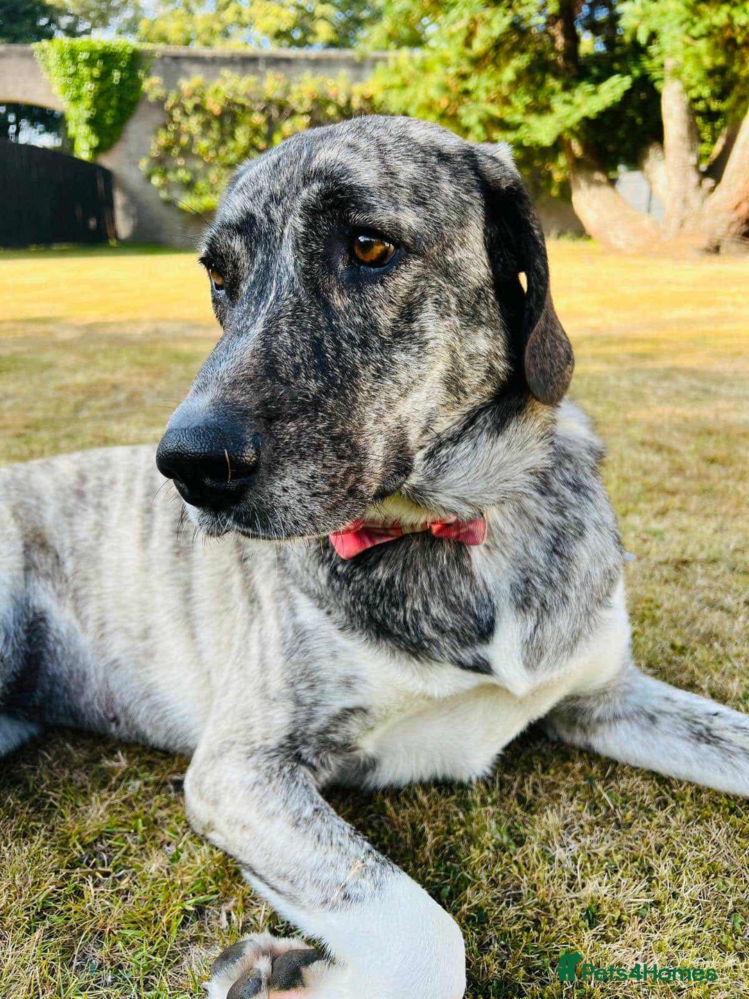 Mixed Breed dogs for adoption: Judie is searching for her forever home  - Image 7
