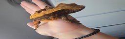 Gecko reptiles for sale: Crested geckos  - Advert 4