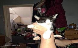Savannah cats for sale: Savanah  in Spalding - Image 17