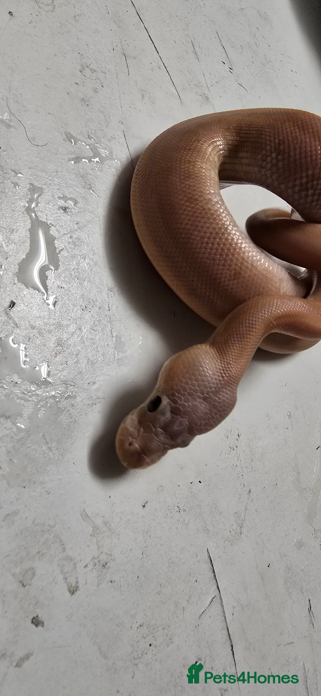 Python Snake reptiles for sale: Various Ball Pythons in Wellingborough - Advert 25