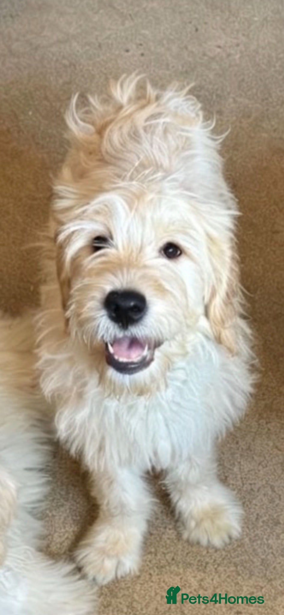 Goldendoodle dogs 1 Female - medium sized goldendoodle  - Advert 1